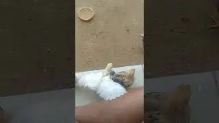 anakan kate belajar kepak sayap