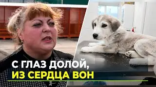 Люди в период отпусков все чаще выбрасывают животных на улицу