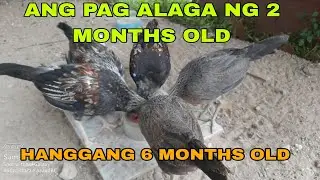 PAANO ALAGAAN ANG 2 MONTHS NA PANG SABONG NA MANOK HANGGANG 6 MONTHS
