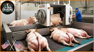 Inside the Ultimate Fattening Cow Farm – High Tech Equipment & Processing | Farming Documentary