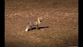 Redfox in Azerbaijan Mountains