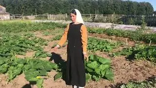 В июле начнём сбор трав и соколечение.