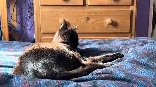 Cat Hunting Toes Under The Sheets!