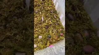 Starting tropical fruit seeds 