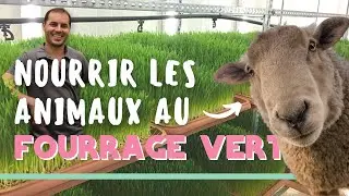 Il produit du fourrage vert avec très peu d'eau 🐏 🌱