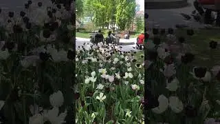 ENJOYING THE FULL BLOOM TULIPS 