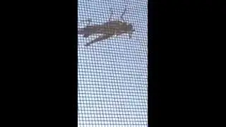Scared BUG-less