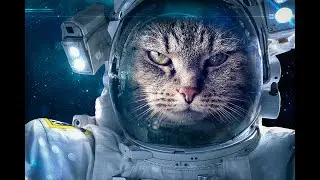 "Laughter-filled Animal Videos: Entertainment Pack"