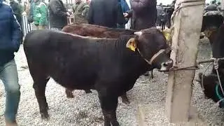 РЫНОК СКОТА Фуркат город  ОШ.