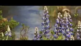 Легенда(Таямніцы Урочышча Прошча)