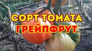 Сорт томата Грейпфрут биколор! Обзор томата