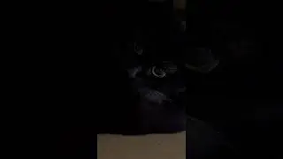 Has a perfectly good bed! #cats #catshorts