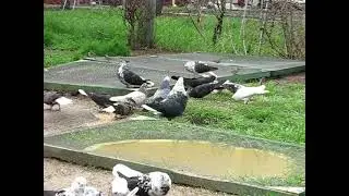 Николаевские голуби Сергея Родионова. (Мой голубиный дворик) Волгоград. Часть 116