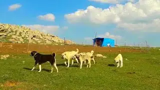 BÖYLE CESARETLİ KÖPEK GÖRDÜNÜZ MÜ?
