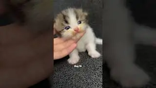 Kitten timelapse day 1 to 180 days Moy version #cat #kucinglucu #kucing #kitten #timelapse