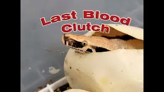 Last Blood Python Clutch Hatching!!!