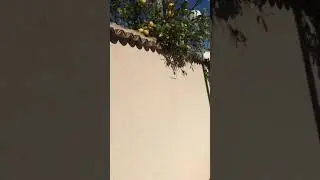 Гуляем ! С нами рядом растут апельсины 🍊