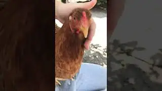 Звук! Як кури реагують на КОРШУНА