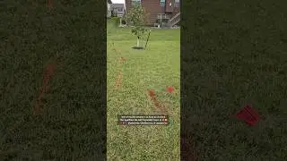 Urban orchard challenges 😅
