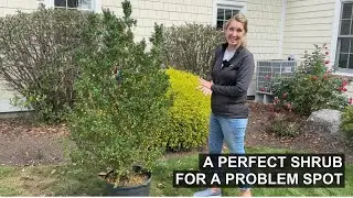 Perfect Screening Shrub For A Problem Corner