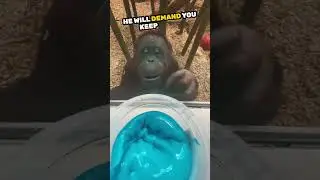 This orangutan loves brain rot like humans 😅💜