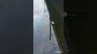 щука ушла прямо на глазах. 