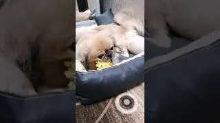 Жильё как раз для меня...во👍...и гости поместятся если по одному... 🙈🐶🐱😉
