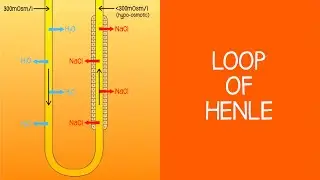 2.4 Renal: Loop of Henle