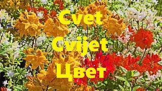 Za ljubitelje cvetja in glasbe