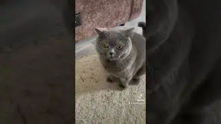 ZUVS Best Cat)))
