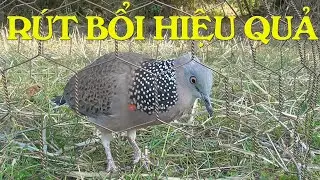 Tiếng cu mồi già rút bổi hay / Tiếng cu gáy kích bổi nhanh nổi / Cu gáy rút bổi hiệu quả