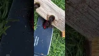 Hand Drill Feuerbohren #dailyroutine #survival