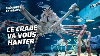 Le plus grand et le plus terrifiant crabe du monde