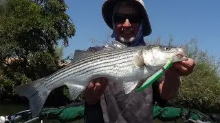 FALL STRIPER HUNT, *FORAGING ... 