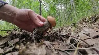 Первый урожай грибов в это лето - 1 июля 2023 г