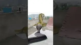 Khatarnak saamp ne kiya bacche per hamla dekhe aage kya hua #Nag #shots #video 😱😱🐍🐍