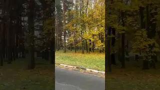 Золотая осень