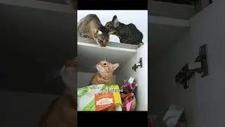 Our Cat Trio of Trouble 😹 #rescuekitty #kitten #cat #catshorts