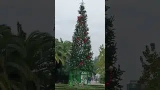 елка сочи
