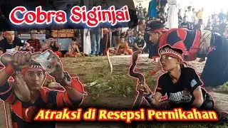 ATRAKSI KING COBRA DI RESEPSI PERNIKAHAN - Cobra Siginjai