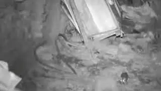 NV V ONE. Melihat tikus mencari makan