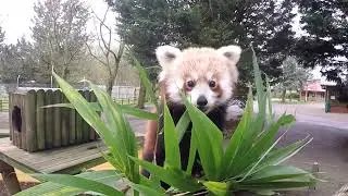 Red Panda Enjoying a Bamboo Lunch | Banham Zoo