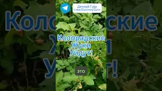 Забыл о колорадских жуках навсегда! #колорадскийжук #вредитель #грядки #огород #дача #сад