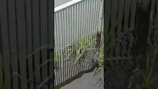Заснял нерест карпа в чешском озере #сом