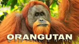 Orangutan sounds