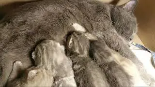 Часть 5 Герда зовет посмотреть котят. Милые Котята подросли (кошки 2020).