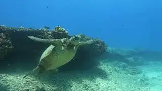 Hawaiian Green Sea Turtle swimming to the surface - Oahu Hawaii