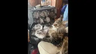Boxes, Baskets, and Mice