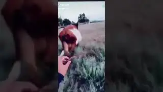 Как остановить корову во время ходьбы