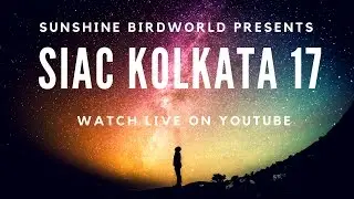 Michael Lee - All about Macaws